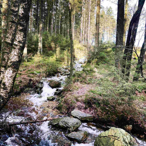 Un arroyo fluye entre rocas y árboles en un bosque cerca de Deidenberg, Lieja, Bélgica.