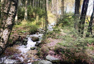 Un arroyo fluye entre rocas y árboles en un bosque cerca de Deidenberg, Lieja, Bélgica.