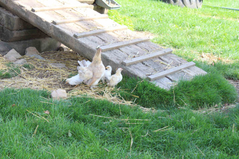 Hen with chicks under a wooden ramp at Camping Oos Heem in Liège, Belgium, surrounded by green grass.