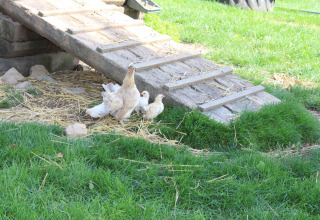 Hen with chicks under a wooden ramp at Camping Oos Heem in Liège, Belgium, surrounded by green grass.
