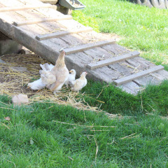 Gallina con pollitos bajo una rampa de madera en Camping Oos Heem, Lieja, Bélgica, rodeados de césped verde.