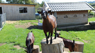 Una cabra marrón se sube a un tocón de árbol al sol en Camping Oos Heem, junto a otras cabras y una cabaña.