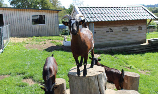 Una cabra marrón se sube a un tocón de árbol al sol en Camping Oos Heem, junto a otras cabras y una cabaña.