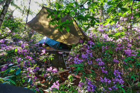 Casa en el árbol con lona en un bosque floreciente, rodeada de flores moradas en Costa Kabrita, Brabante Septentrional.