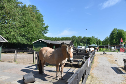 Caballo en corral en Vakantiepark 't Urkerbos, un parque vacacional en Flevolanda, Países Bajos, con árboles y parque infantil.