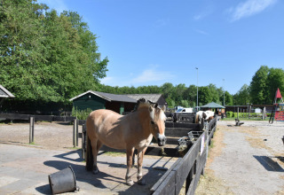 Hest i indhegning på ferieparken 't Urkerbos i Flevoland, Holland, med grønne træer og legeplads bagved.
