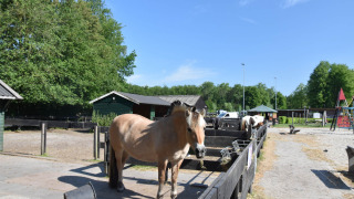 Caballo en corral en Vakantiepark 't Urkerbos, un parque vacacional en Flevolanda, Países Bajos, con árboles y parque infantil.