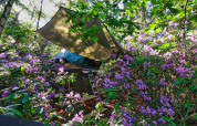 Boomhut tussen paarse bloemen en groen bij Treelodge op Costa Kabrita, Nederland.
