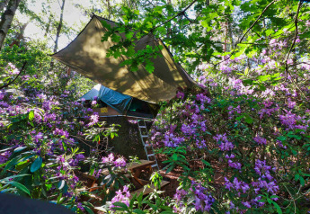 Boomhut tussen paarse bloemen en groen bij Treelodge op Costa Kabrita, Nederland.