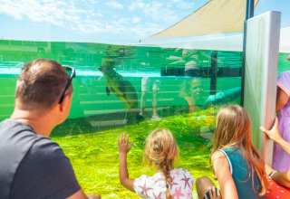 Familie bekijkt een zeehond via het grote aquariumvenster in een vakantiepark met glampingmogelijkheid.