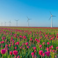 Campo de tulipanes rosados con aerogeneradores al fondo cerca de Swifterbant, Flevolanda, Países Bajos.