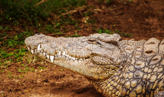Un cocodrilo descansa sobre la tierra con los ojos cerrados cerca de Saint Thomé, Auvergne-Rhône-Alpes, Francia.