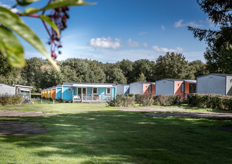 Kleurige chalets aan het Forest lodge in Vakantiepark De Luttenberg, Nederland, omringd door natuur.
