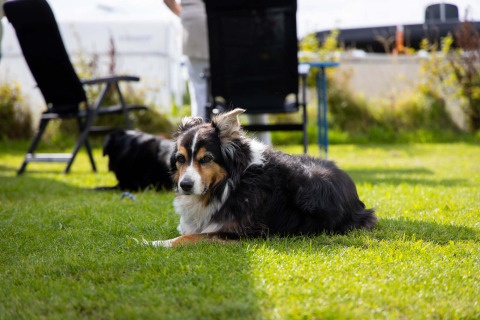 Cane sdraiato sull'erba al Camping Waddenzee, parco vacanze in Olanda Settentrionale, Paesi Bassi, con sedie.