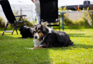 Hund ligger på græsset ved Camping Waddenzee, et feriepark i Nordholland, Holland, med stole bagved.