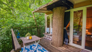 Suite en casa del árbol con un gran árbol atravesando la terraza, asientos exteriores y vista boscosa.