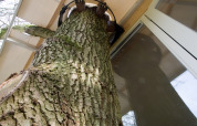 Primer plano de un árbol que atraviesa el suelo de una casa en el árbol moderna con grandes ventanales.