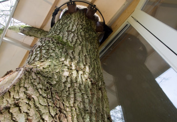 Primer plano de un árbol que atraviesa el suelo de una casa en el árbol moderna con grandes ventanales.