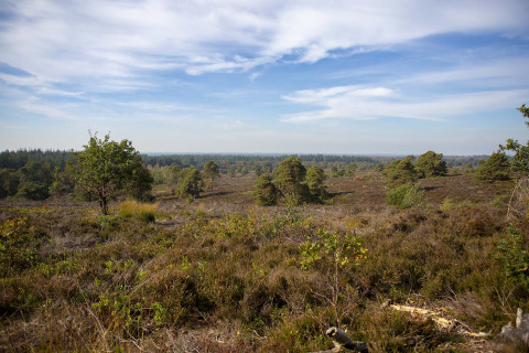 Paisaje en los alrededores de Luttenberg, Overijssel, Países Bajos, con brezales y árboles dispersos bajo cielo azul.