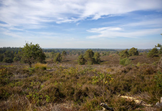 Landschap bij Luttenberg, Overijssel, Nederland, met uitgestrekte heide, bomen en een open, blauwe hemel.