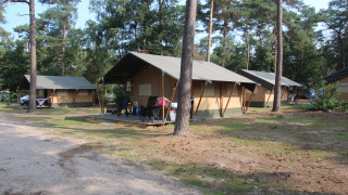 Safari-telte ved Eurocamping Vessem BV i Holland, omgivet af skov og udendørs siddepladser på verandaer.
