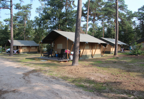 Safari-telte ved Eurocamping Vessem BV i Holland, omgivet af skov og udendørs siddepladser på verandaer.