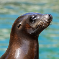 Retrato de un león marino descansando junto al agua en un parque vacacional con opciones de glamping.