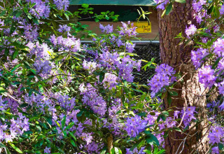 Boomhut Treelodge bij Costa Kabrita in Nederland, verscholen tussen paarse bloemen en veel groen.