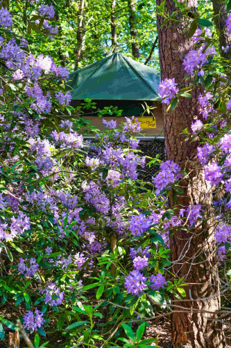 Casa del árbol Treelodge en Costa Kabrita, Países Bajos, oculta entre flores moradas y árboles verdes.