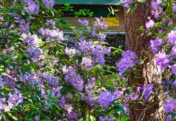 Baumhaus Treelodge bei Costa Kabrita in den Niederlanden, umgeben von lila Blüten und Bäumen.