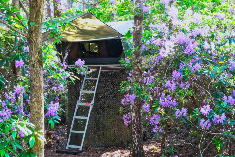 Boomhut Treelodge bij Costa Kabrita in Nederland, omringd door bloeiende paarse struiken.