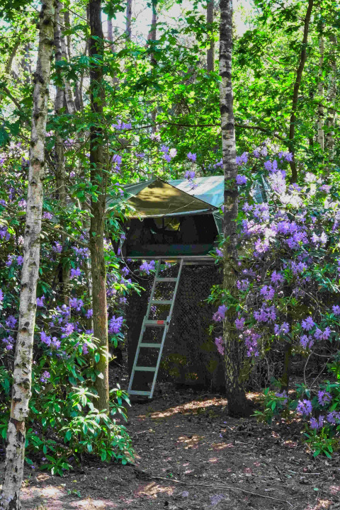 Boomhut Treelodge bij Costa Kabrita in Nederland, omringd door bos en bloeiende paarse struiken.