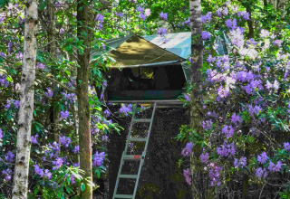Boomhut Treelodge bij Costa Kabrita in Nederland, omringd door bos en bloeiende paarse struiken.