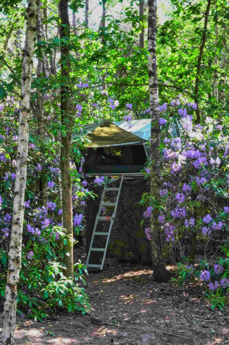 Casa del árbol Treelodge en Costa Kabrita, Países Bajos, rodeada de bosque y arbustos con flores moradas.