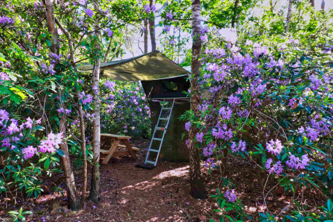 Boomhut Treelodge bij Costa Kabrita in Nederland, omringd door bloeiende paarse struiken en bomen.