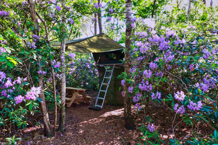 Casa del árbol Treelodge en Costa Kabrita, Países Bajos, rodeada de arbustos y árboles de flores moradas.