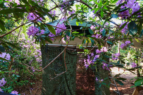 Træhus skjult blandt lilla blomster og frodige grene i Treelodge, Costa Kabrita, Holland.