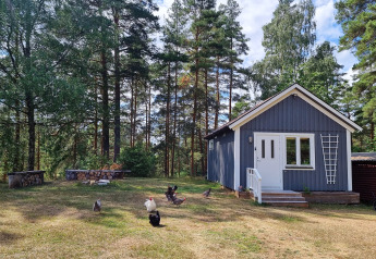 Casetta blu allo Stuga glamping di Småland Miniglamping, Svezia, circondata da pini e galline.