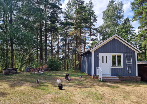 Cabane bleue à Stuga glamping de Småland Miniglamping, Suède, entourée de forêt de pins et de poules.