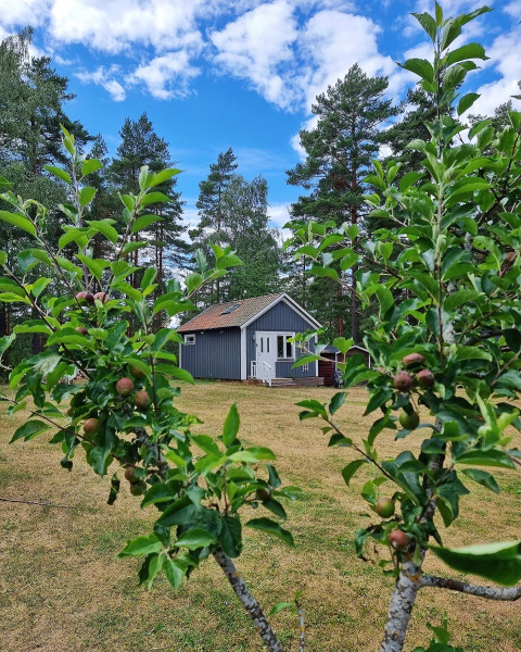 Blue lodge at Stuga glamping, Småland Miniglamping, Sweden, framed by fruit trees and a clear blue sky.