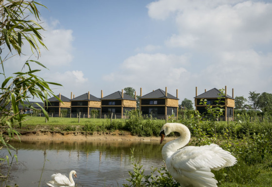 Two swans by a pond with modern vacation lodges in the background at Camping Nieuw Romalo, Netherlands.