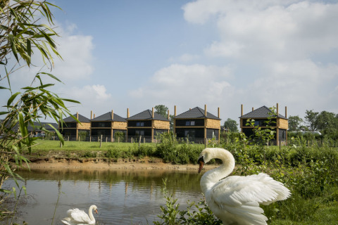 Dos cisnes junto a un estanque frente a cabañas modernas en Camping Nieuw Romalo, Países Bajos.