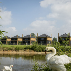 Two swans by a pond with modern vacation lodges in the background at Camping Nieuw Romalo, Netherlands.