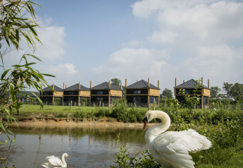 Dos cisnes junto a un estanque frente a cabañas modernas en Camping Nieuw Romalo, Países Bajos.