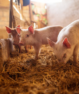 Trois porcelets explorent la litière de paille dans une grange d’un parc de vacances glamping.