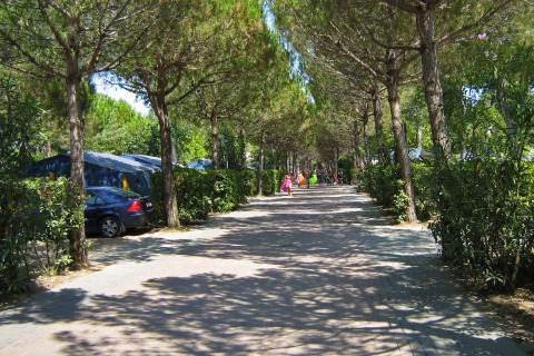 Sendero sombreado en un camping con tiendas, coches estacionados y personas paseando bajo el sol.