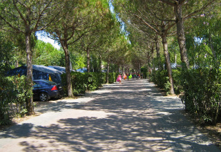 Sendero sombreado en un camping con tiendas, coches estacionados y personas paseando bajo el sol.
