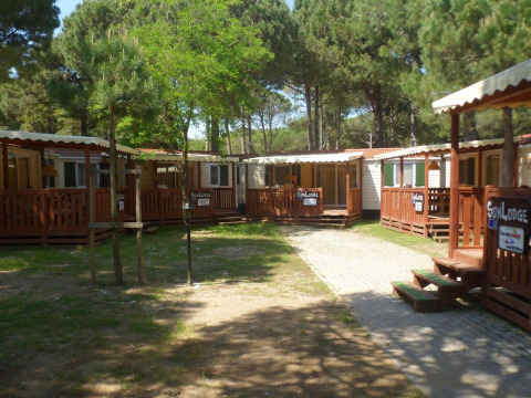 Foto de varias cabañas SunLodge en un camping arbolado con árboles y luz solar al fondo.