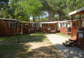 Billede af flere SunLodge-hytter placeret i en skovklædt campingplads med træer og sollys bagved.