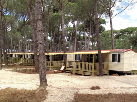 Cabañas móviles en SunLodge Aspen, entre altos pinos y caminos de grava, ambiente acogedor y natural.